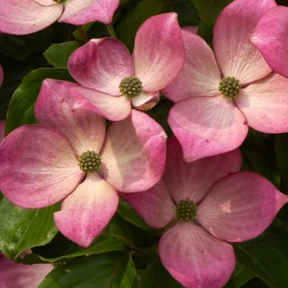 Cornus kousa 'Miss Satomi' 4L