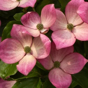 Cornus kousa 'Miss Satomi' 4L