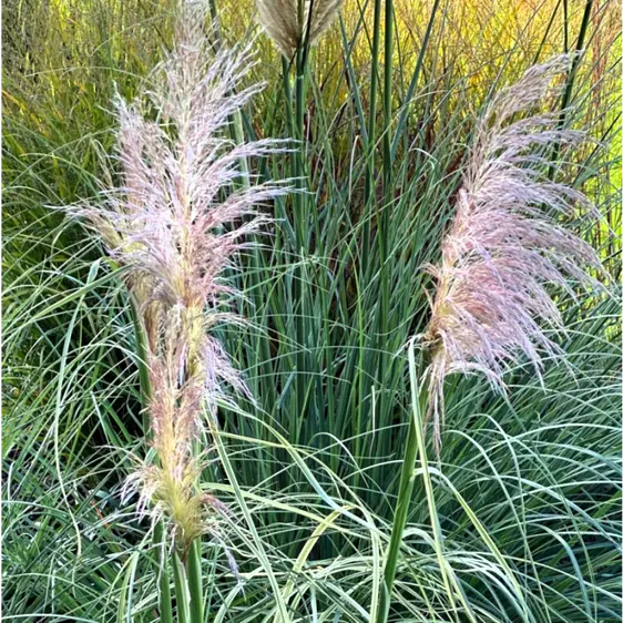 Cortaderia selloana 'Pink Phantom' - image 1