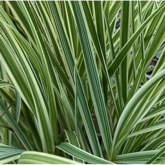 Cortaderia selloana 'Pink Phantom' - image 2