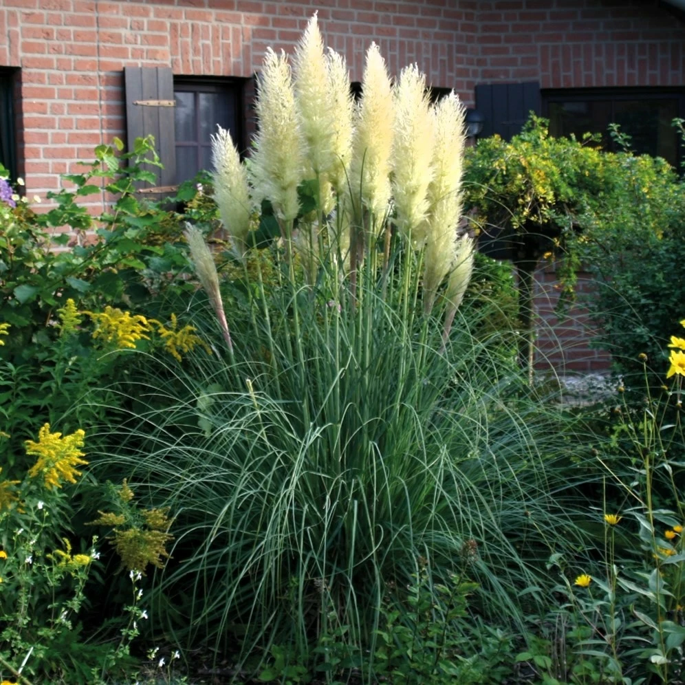 Cortaderia selloana Senior 5L - Cowells Garden Centre | Woolsington