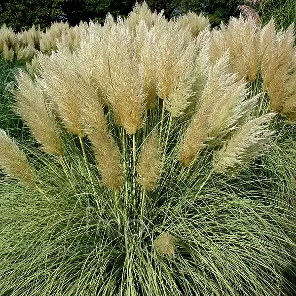 Cortaderia selloana 'Splendid Star' 5L - Cowell's Garden Centre ...