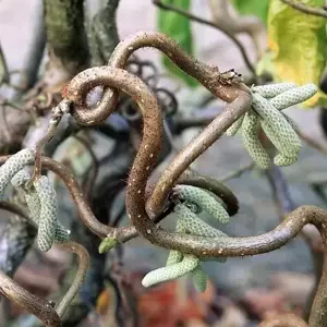 Corylus 'Contorta'