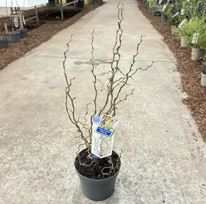 Corylus 'Medusa'