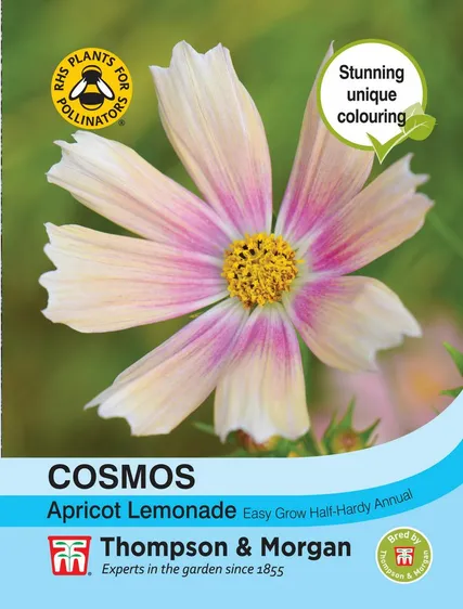 Cosmos Apricot Lemonade - image 1