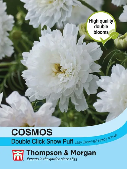 Cosmos Double Click Snow Puff - image 1