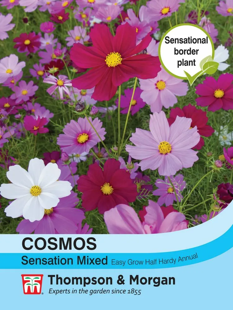 Cosmos Sensation Mixed - Cowell's Garden Centre | Woolsington