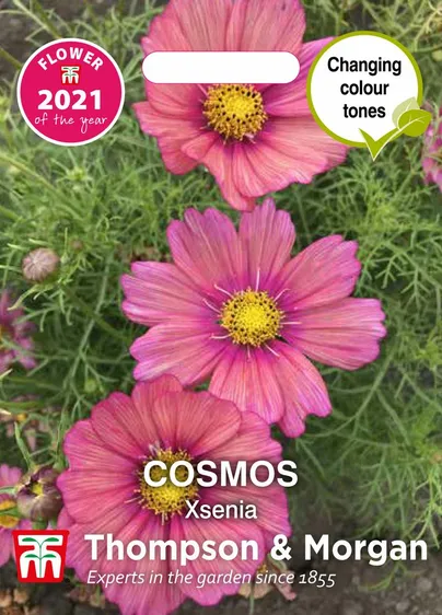 Cosmos Xsenia - image 1