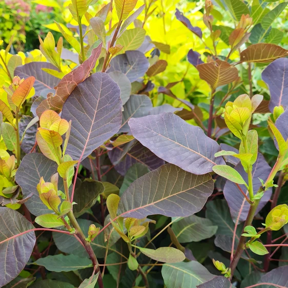 Cotinus coggygria 'Ruby Glow'