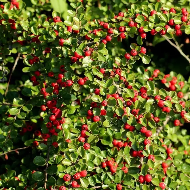 Cotoneaster microphyllus - Cowell's Garden Centre | Woolsington