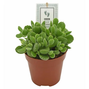 Cotyledon 'Green Footprints'