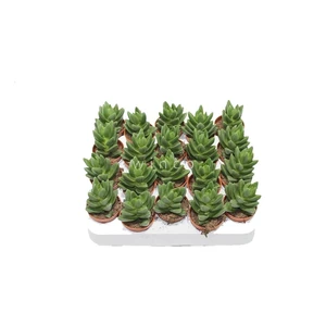 Crassula 'Ben' 5.5cm