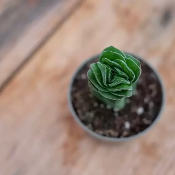 Crassula 'Buddha's Temple' 5.5cm - image 2