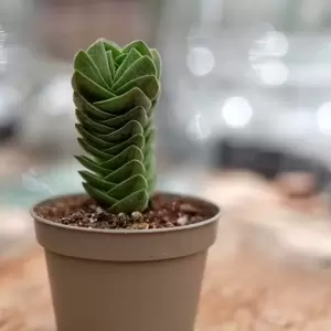 Crassula 'Buddha's Temple' 5.5cm - image 3