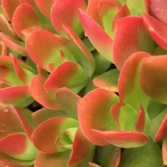 Crassula capitella 'Campfire' 12cm