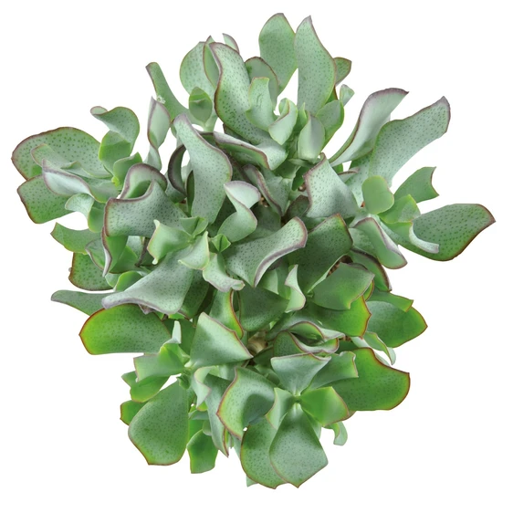 Crassula arborescens 'Curly Green' - image 1