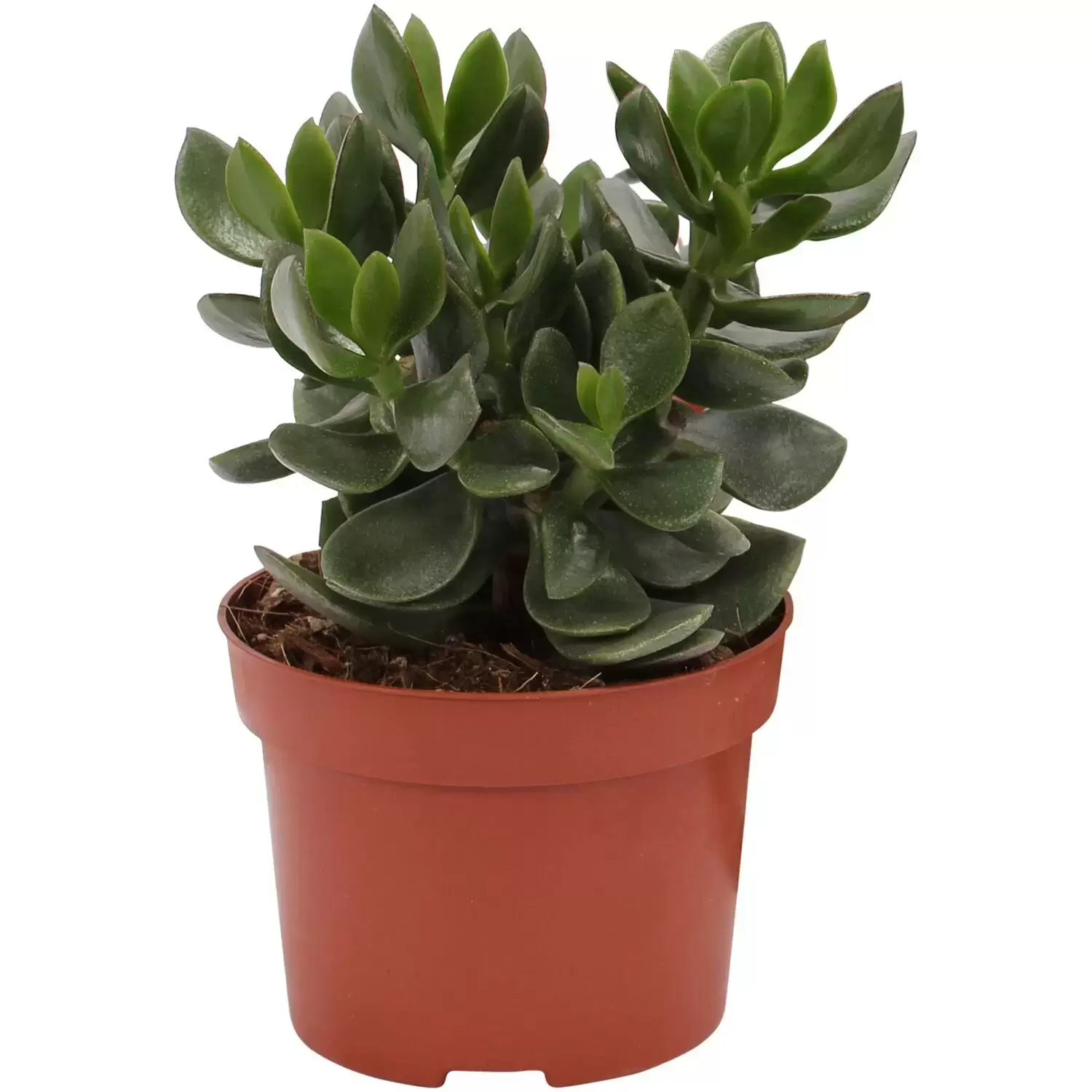 Crassula ovata 'Hulk' 12cm - Cowell's Garden Centre | Woolsington