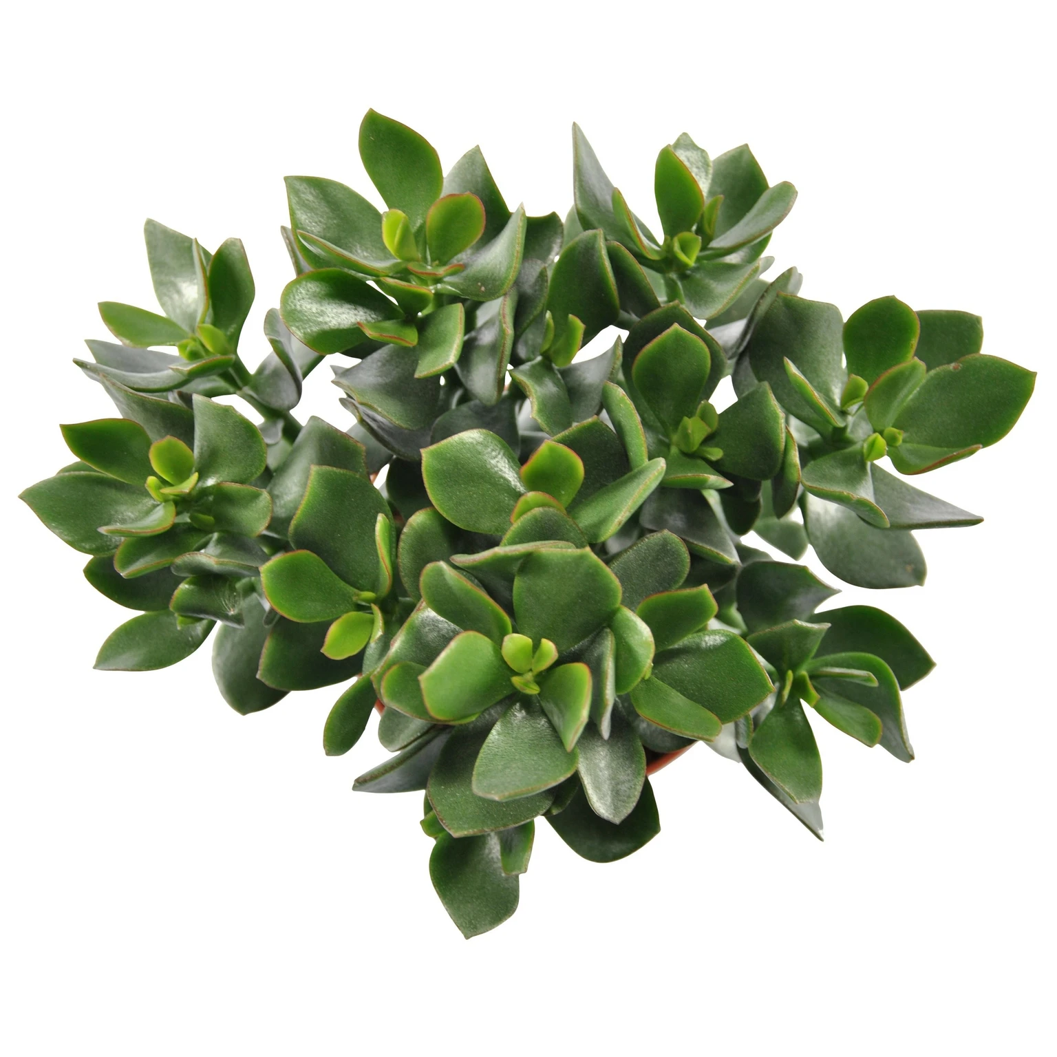 Crassula ovata 'Hulk' 5.5cm - Cowell's Garden Centre | Woolsington