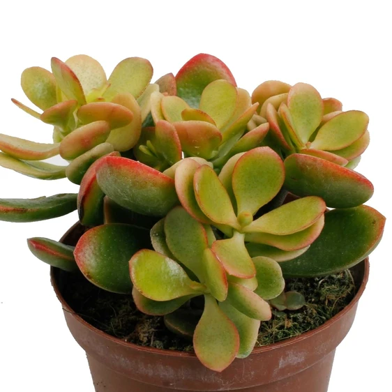 Crassula ovata 'Indian Sunset' - image 1