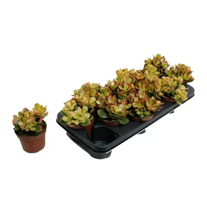 Crassula ovata 'Indian Sunset' - image 2