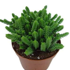 Crassula lycopodioides