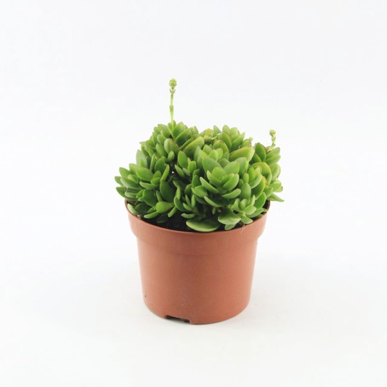 Crassula 'Money Maker' 12cm