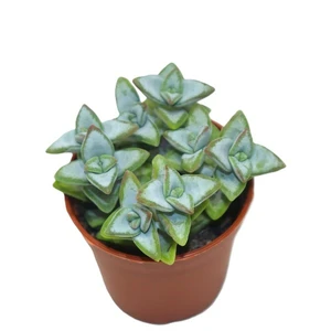 Crassula perforata