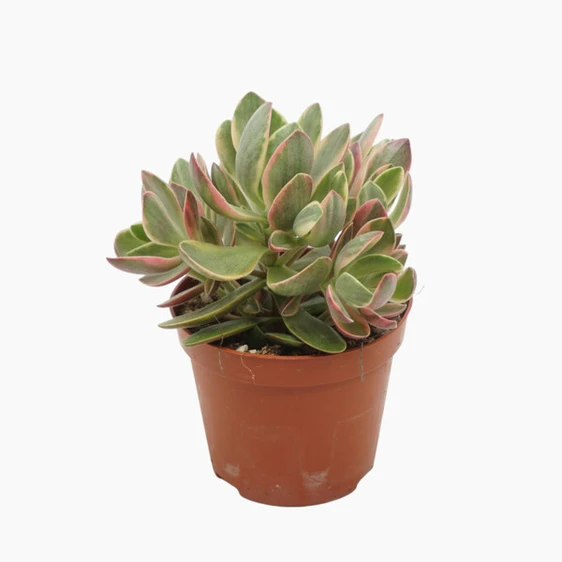 Crassula swaziensis variegata 8.5cm - image 1