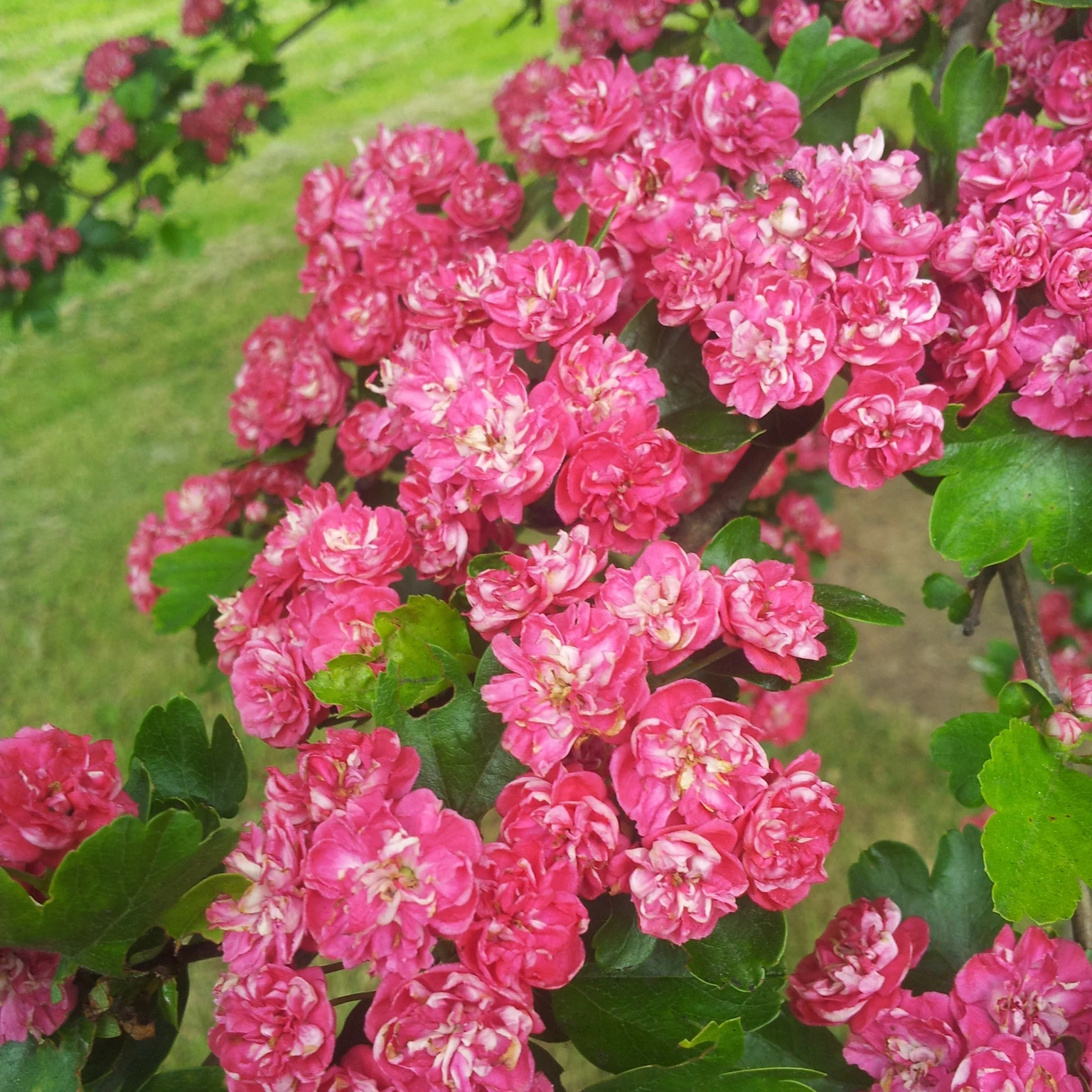 Crataegus laevigata 'Paul's Scarlet' - Cowell's Garden Centre | Woolsington