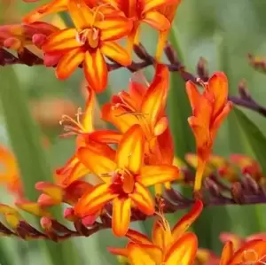 Crocosmia Firestars 'Firestarter' 1L