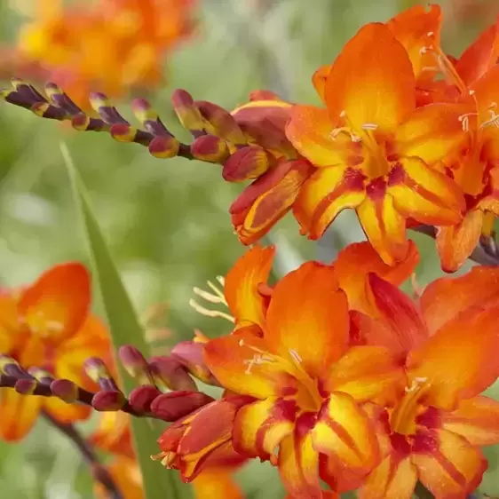 Crocosmia Firestars 'Scorchio' 1L