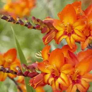 Crocosmia Firestars 'Scorchio' 1L