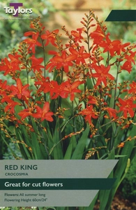 Crocosmia Red King