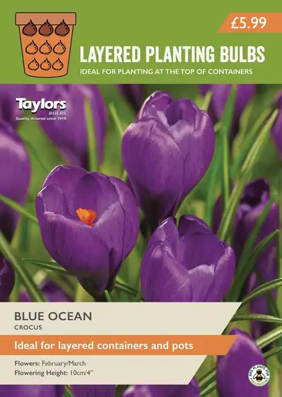 Crocus Blue Ocean