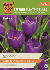 Crocus Blue Ocean