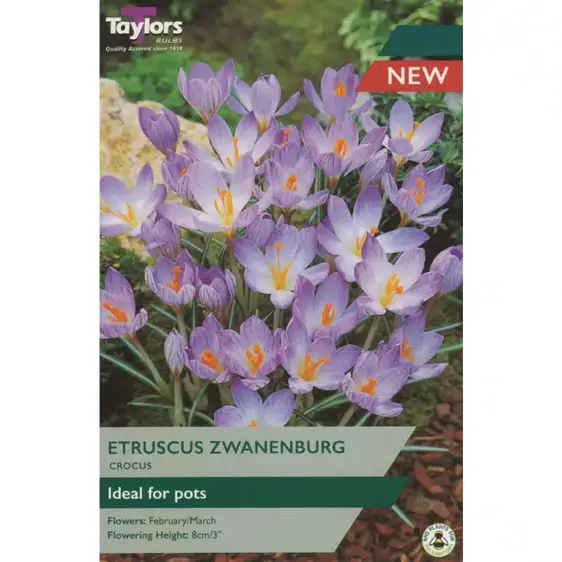 Crocus etruscus Zwanenburg