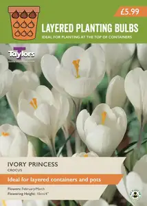 Crocus Ivory Princess