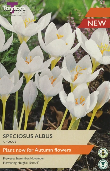 Crocus speciosus Albus