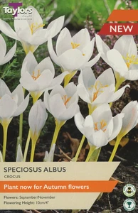 Crocus speciosus Albus