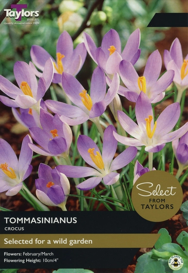 Crocus tommasinianus