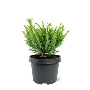 Cryptomeria japonica 'Dinger' - image 2