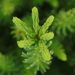 Cryptomeria japonica 'Dinger' - image 1