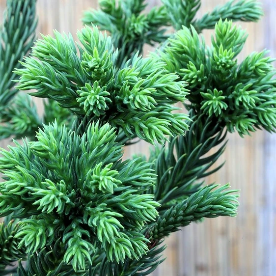 Cryptomeria japonica 'Dinger' - image 1