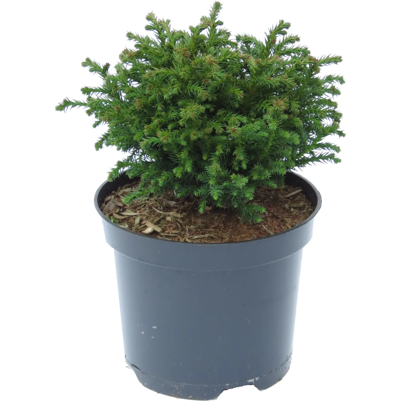 Cryptomeria japonica 'Green Pearl' 7L - Cowell's Garden Centre ...