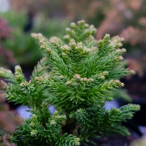 Cryptomeria japonica 'Hide'