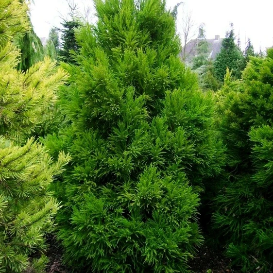 Cryptomeria japonica 'Jindai' - image 1