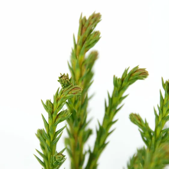 Cryptomeria japonica 'Jindai' - image 2