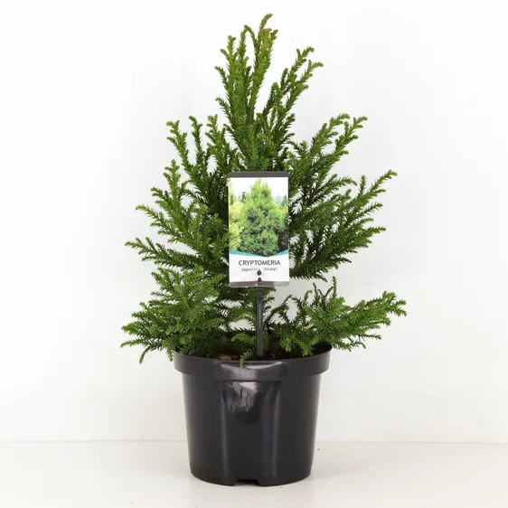 Cryptomeria japonica 'Jindai' - image 3