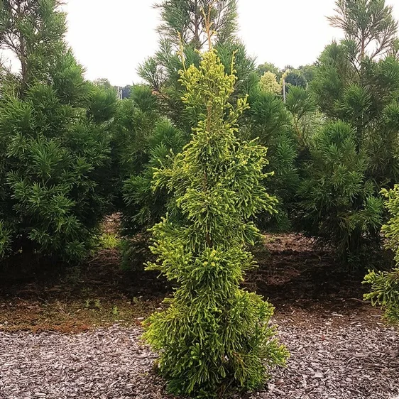 Cryptomeria japonica 'Kyara Gold' 3L - image 2