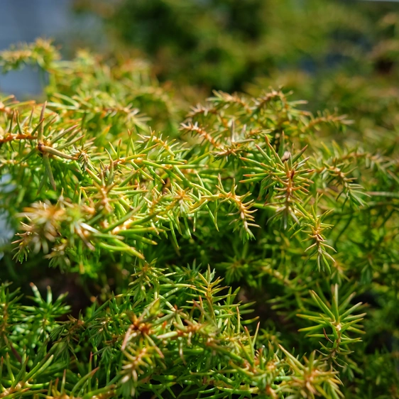 Cryptomeria japonica 'Mushroom'